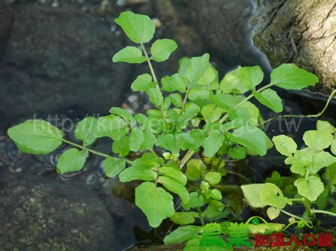 水生植物四大類|水生植物主題館